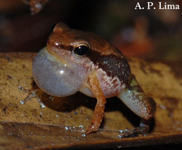 photos-of-species-ppbio-inpa-gov-br-inicio